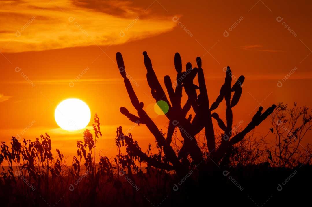 Foto Paisagem Por do Sol Com Cactos Sertão Imagem JPG