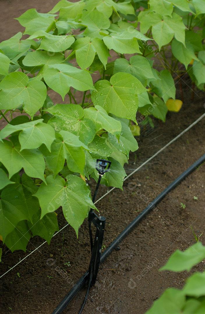 Foto Plantio Algodão Sistema Irrigação Agronomia Plantação Imagem JPG