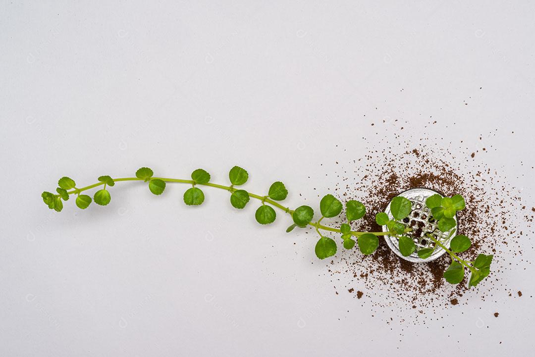 Foto Cápsula de Café Usada Reutilizada Artisticamente Fora Cápsula Imagem JPG