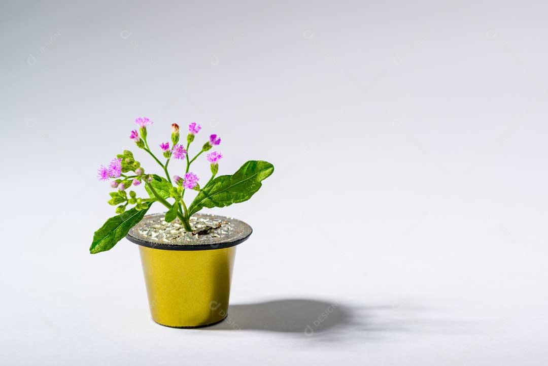 Foto Planta Verde Rosa Em Vaso De Café Reutilizado Imagem JPG