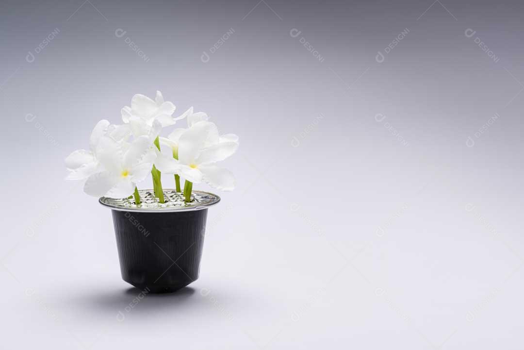 Foto Planta Branca Sem Sombra Em Vaso De Café Reutilizado Imagem JPG