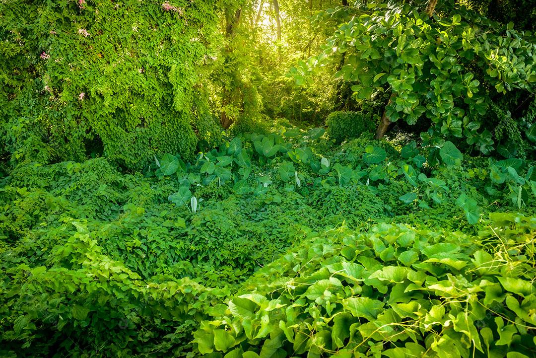 Foto Folhagem Verde na Mata Atlântica Floresta Sol Imagem JPG