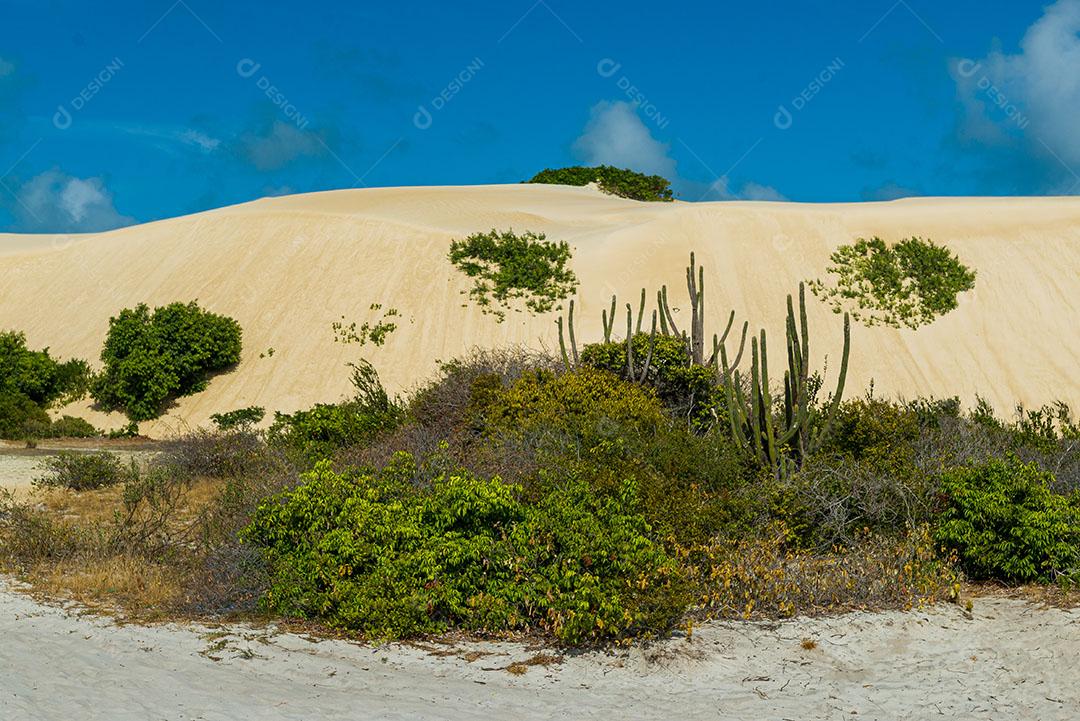 Foto Dunas de Areia Branca Com Vegetação Nativa Ceu Azul Imagem JPG