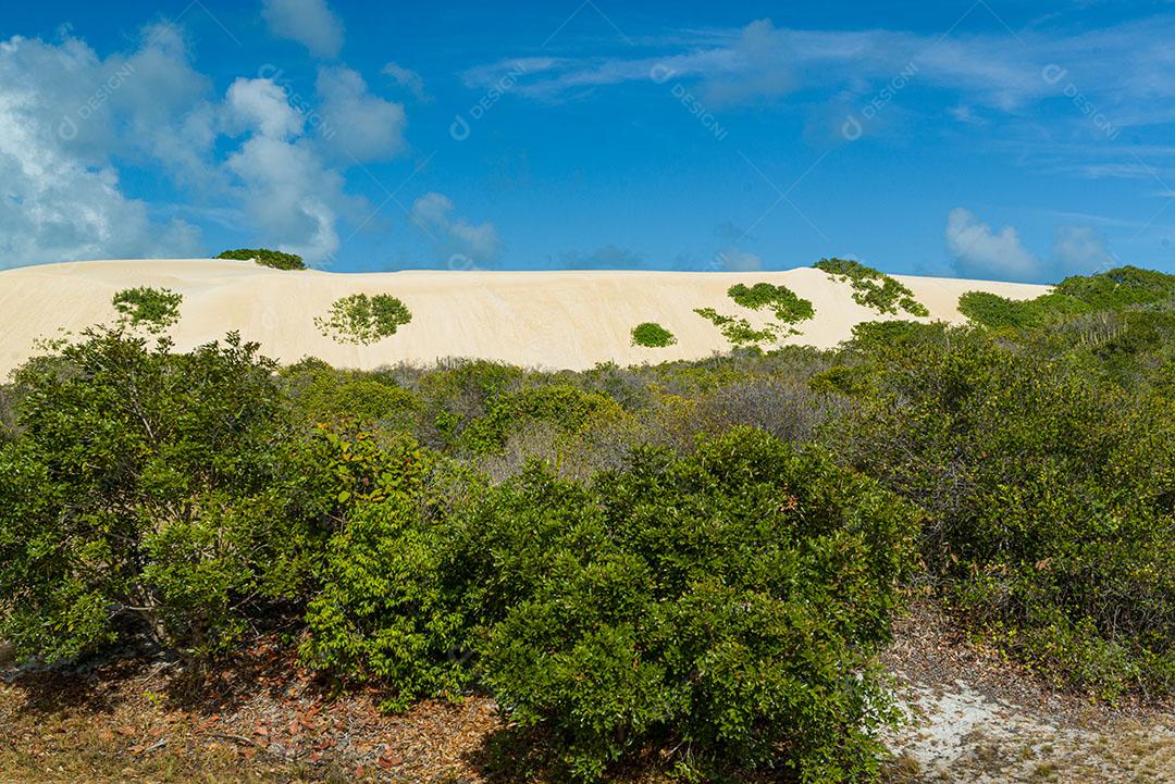 Foto Dunas de Areia Branca Com Vegetação Nativa Ceu Azul Imagem JPG