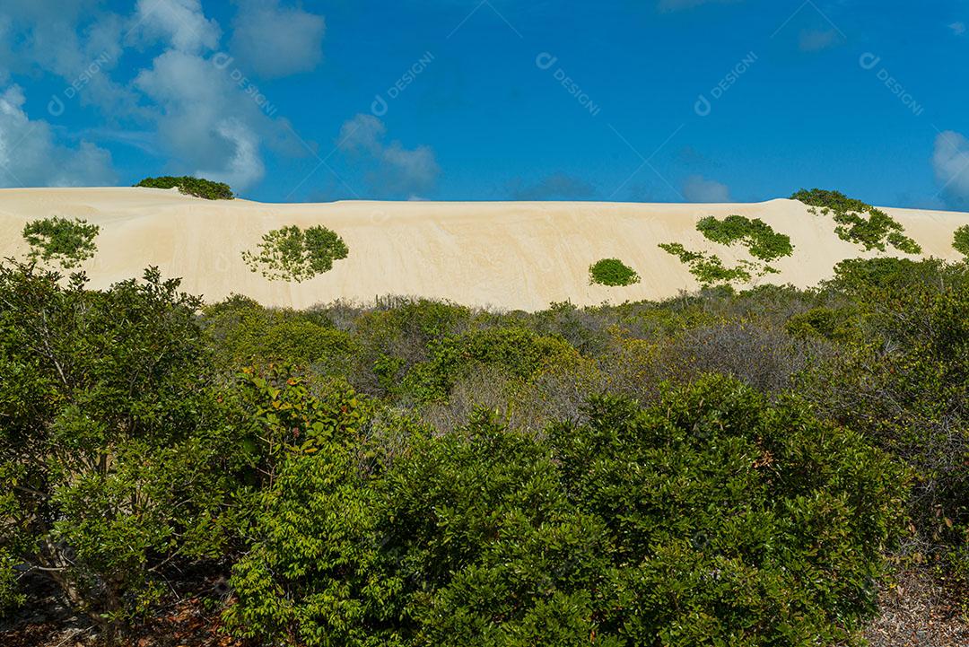 Foto Dunas de Areia Branca Com Vegetação Nativa Ceu Azul Imagem JPG