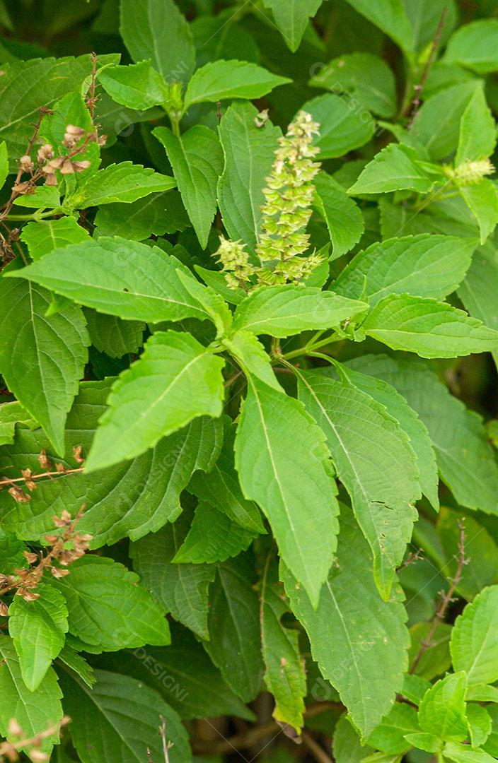 Foto Laurus Nobilis Conhecido Como Louro Planta Muito Utilizada Culinária Imagem JPG