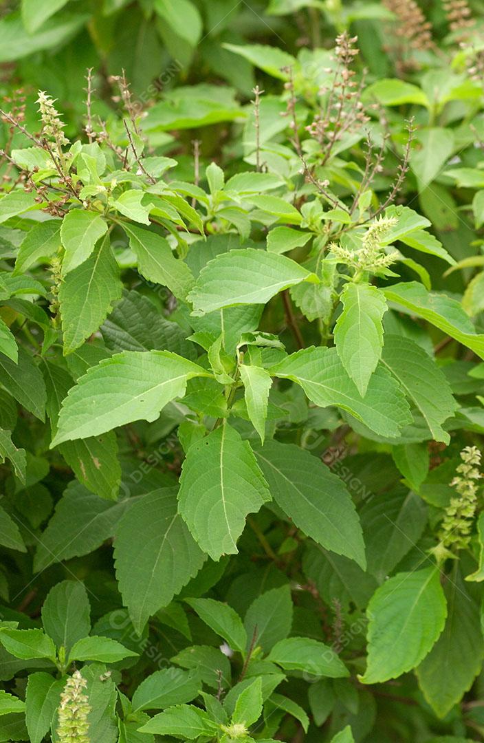 Foto Laurus Nobilis Conhecido Como Louro Planta Muito Utilizada Culinária Imagem JPG