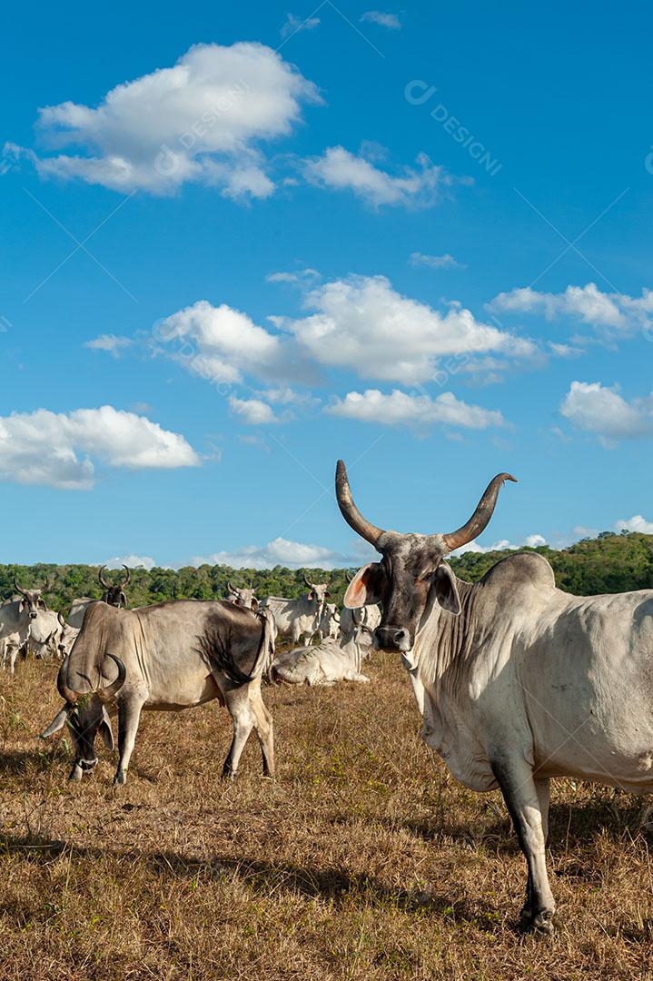 Foto Pecuária Gado no Campo Em Alagoinha Estado da Paraíba Brasil Imagem JPG