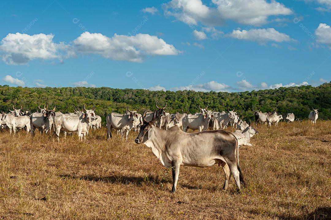 Foto Pecuária Gado no Campo Em Alagoinha Estado da Paraíba Brasil Imagem JPG