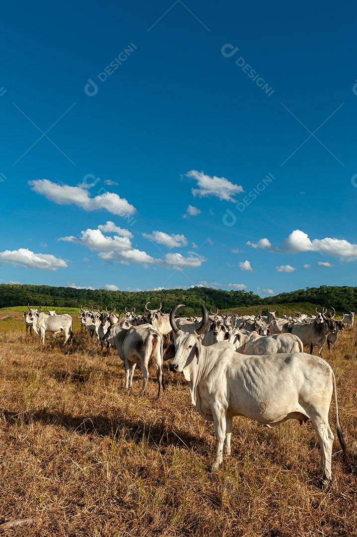 Foto Pecuária Gado no Campo Em Alagoinha Estado da Paraíba Brasil Imagem JPG