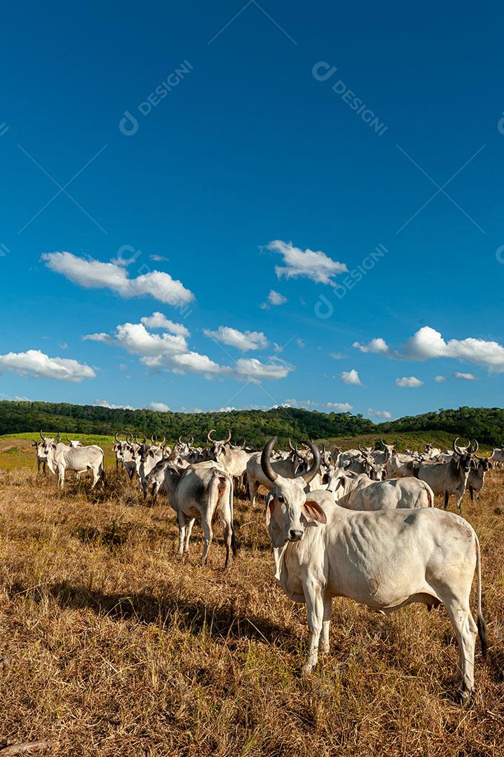 Foto Pecuária Gado no Campo Em Alagoinha Estado da Paraíba Brasil Imagem JPG