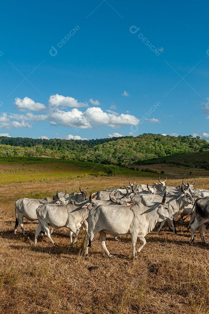 Foto Pecuária Gado no Campo Em Alagoinha Estado da Paraíba Brasil Imagem JPG