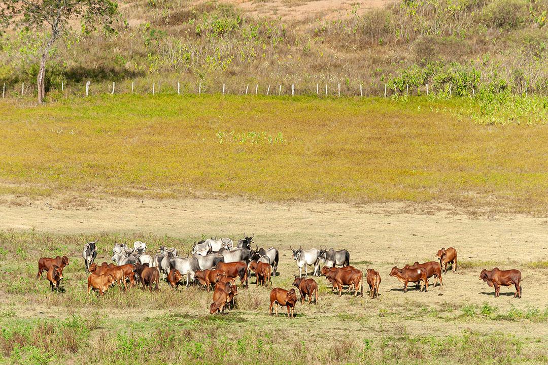 148 Livestock. Cattle in the field in Alagoinha, Paraiba State, Brazil on April 23, 2012-53