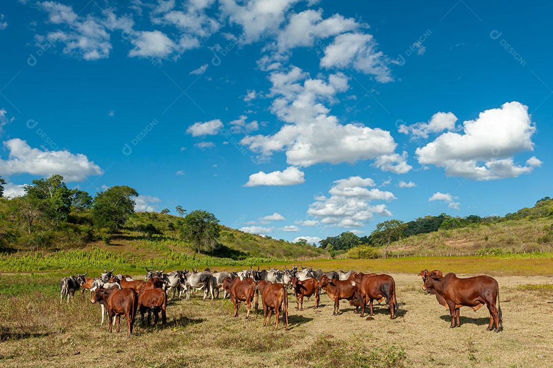 Foto Pecuária Gado no Campo Em Alagoinha Estado da Paraíba Brasil Imagem JPG