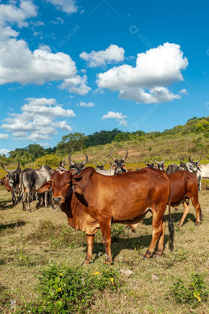 Foto Pecuária Gado no Campo Em Alagoinha Estado da Paraíba Brasil Imagem JPG