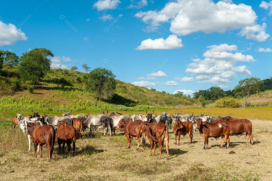 Foto Pecuária Gado no Campo Em Alagoinha Estado da Paraíba Brasil Imagem JPG