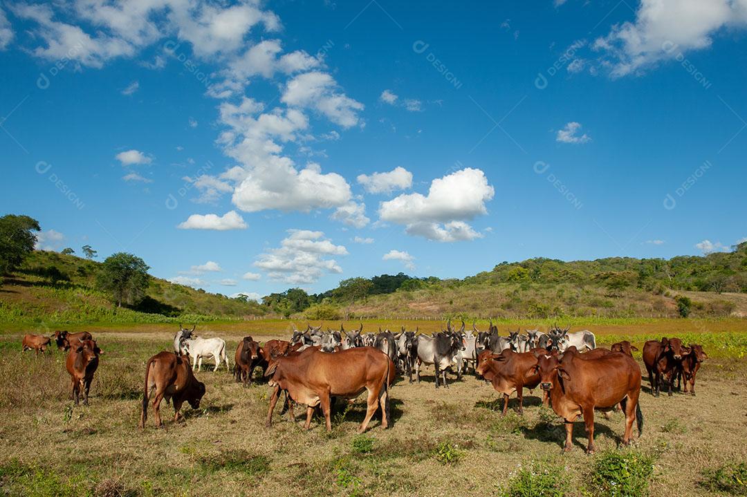 Foto Pecuária Gado no Campo Em Alagoinha Estado da Paraíba Brasil Imagem JPG