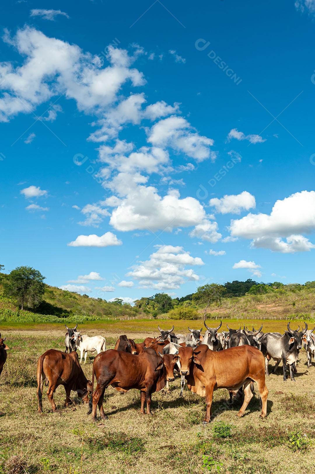 Foto Gado No Campo 14 Imagem JPG