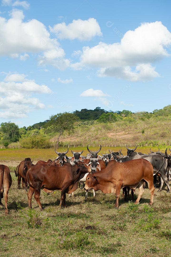 Foto Gado no Campo Em Alagoinha Paraíba Brasil Imagem JPG