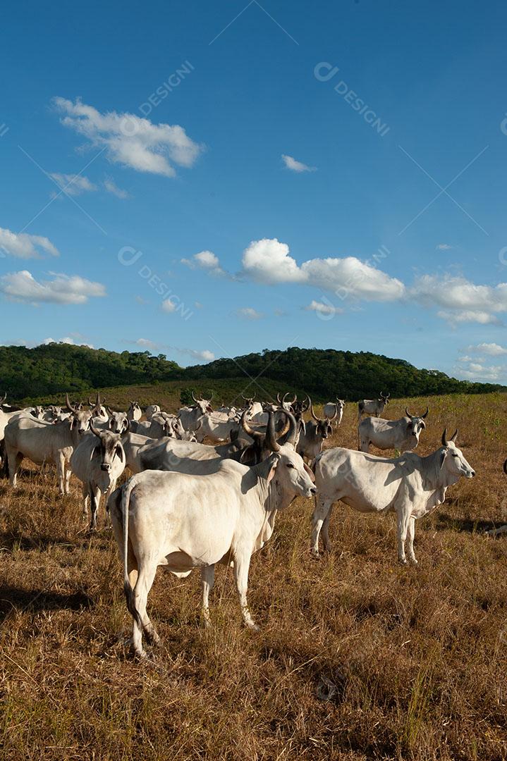 Foto Gado no Campo Em Alagoinha Paraíba Brasil Imagem JPG