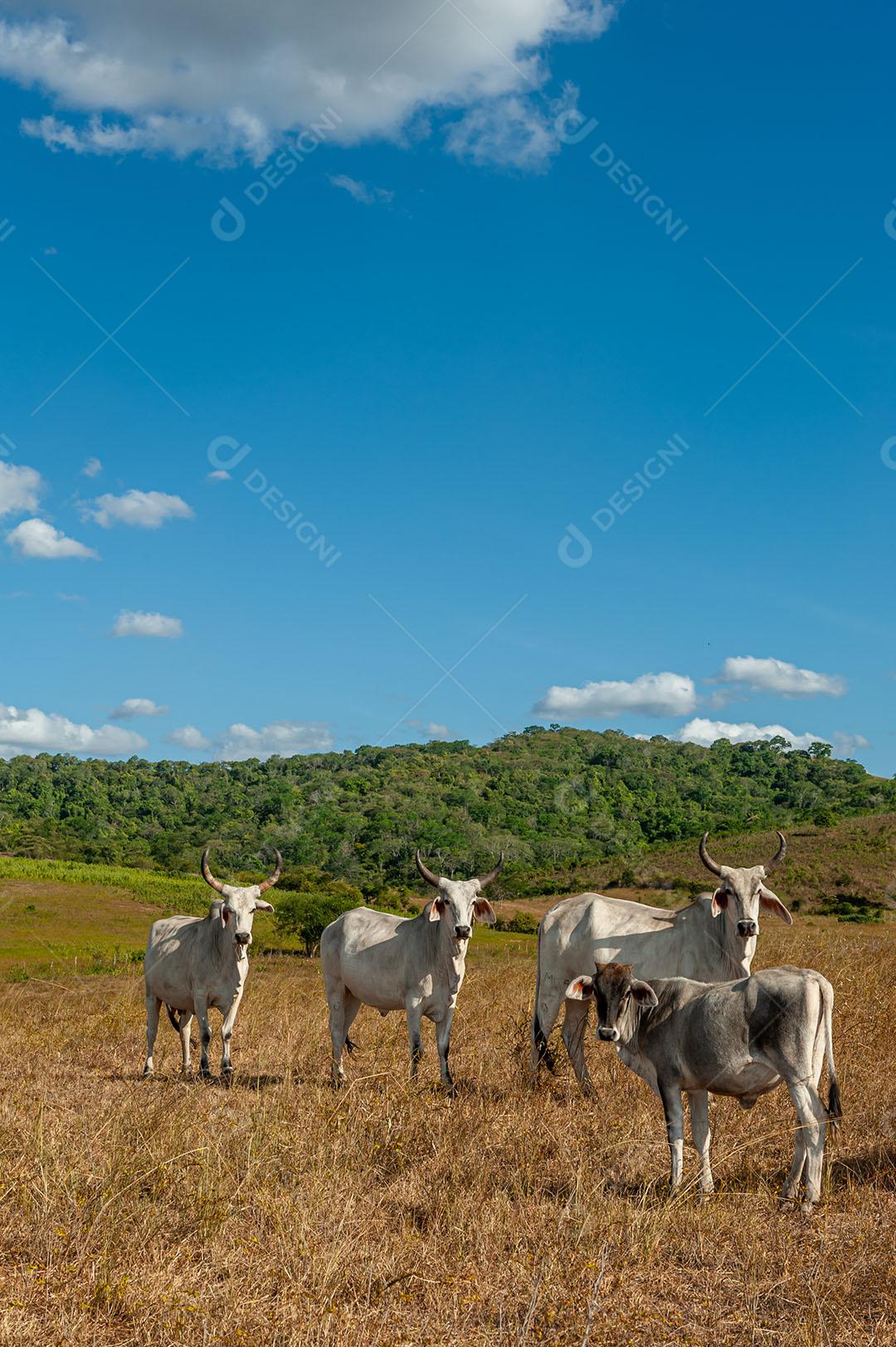 Foto Gado No Campo 10 Imagem JPG