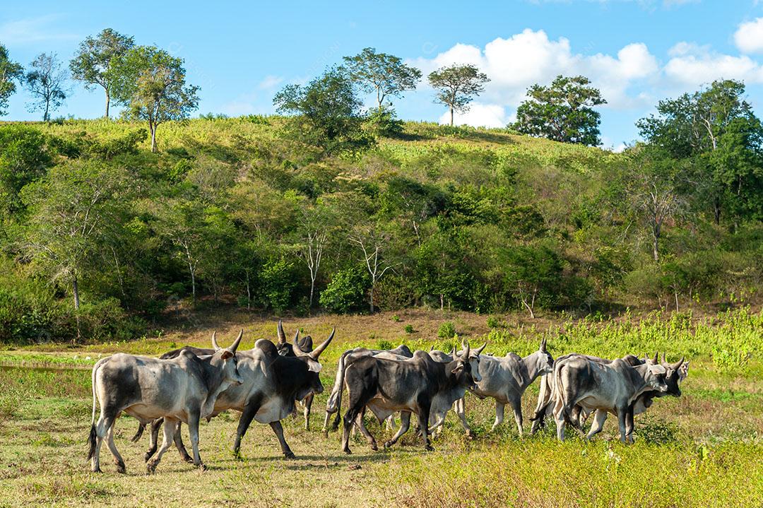 Foto Gado No Campo 9 Imagem JPG