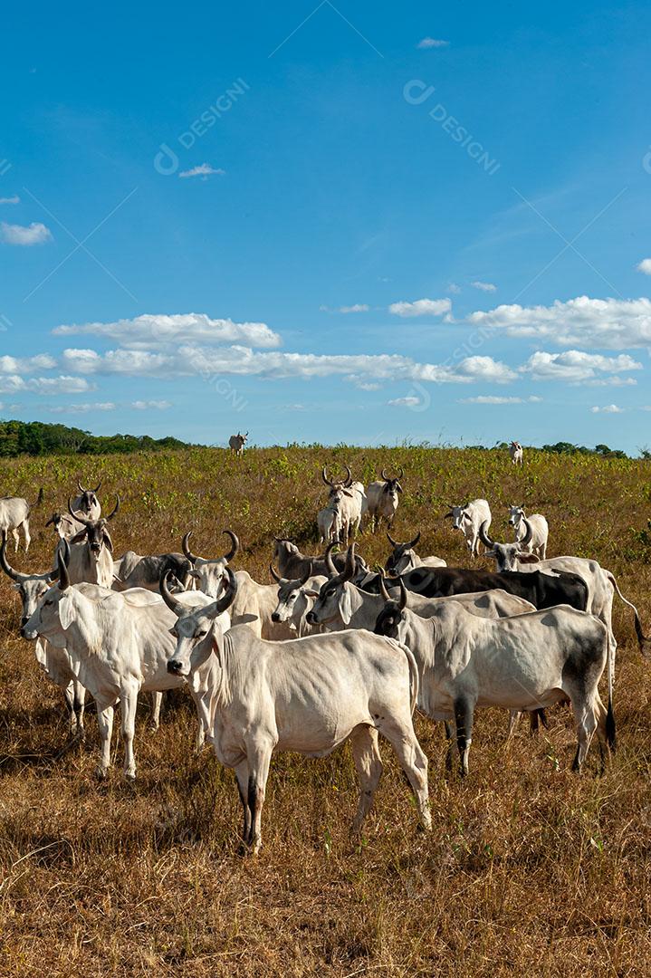 Foto Gado no Campo Em Alagoinha Paraíba Brasil Imagem JPG