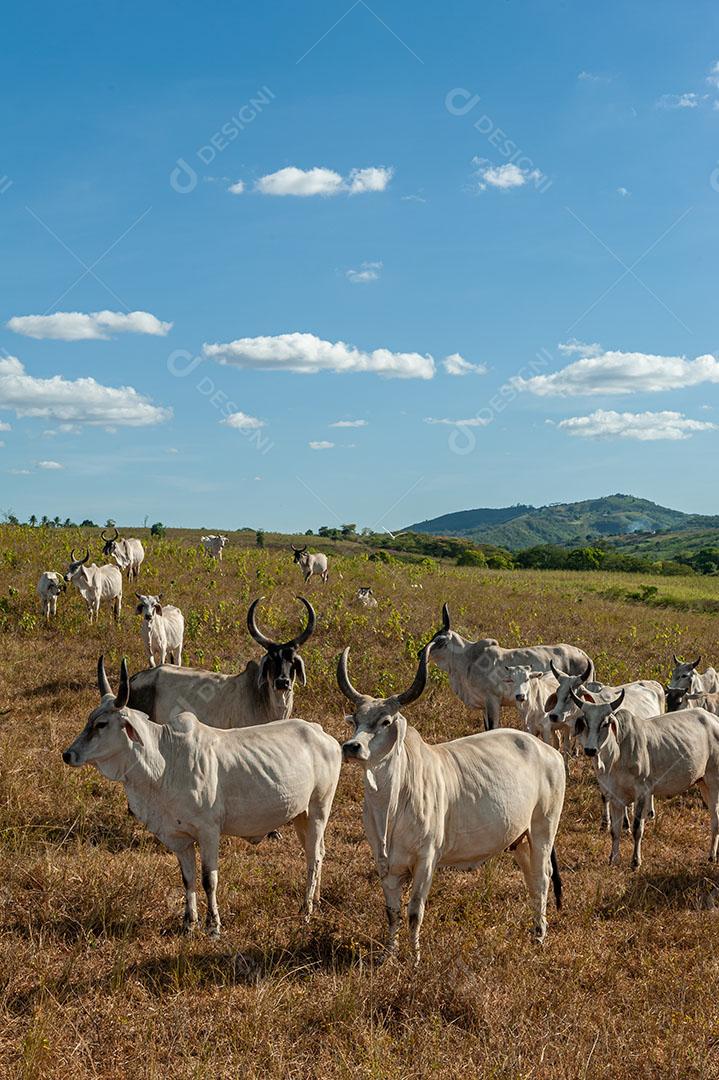 Foto Gado no Campo Em Alagoinha Paraíba Brasil Imagem JPG