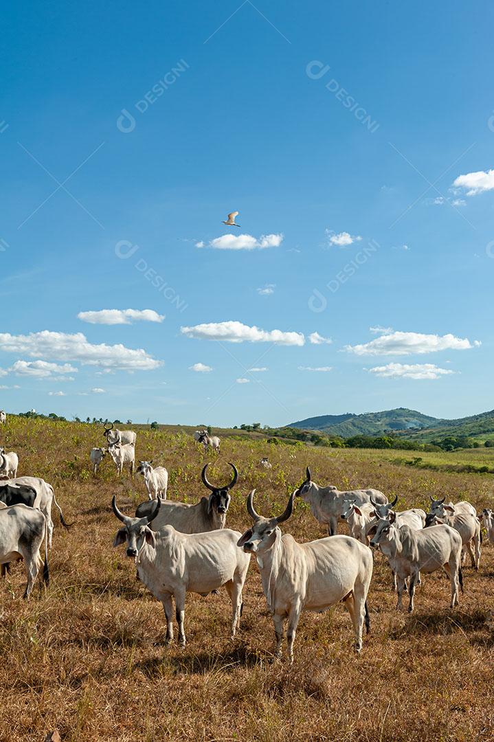 128 Livestock. Cattle in the field in Alagoinha, Paraiba State, Brazil on April 23, 2012-37