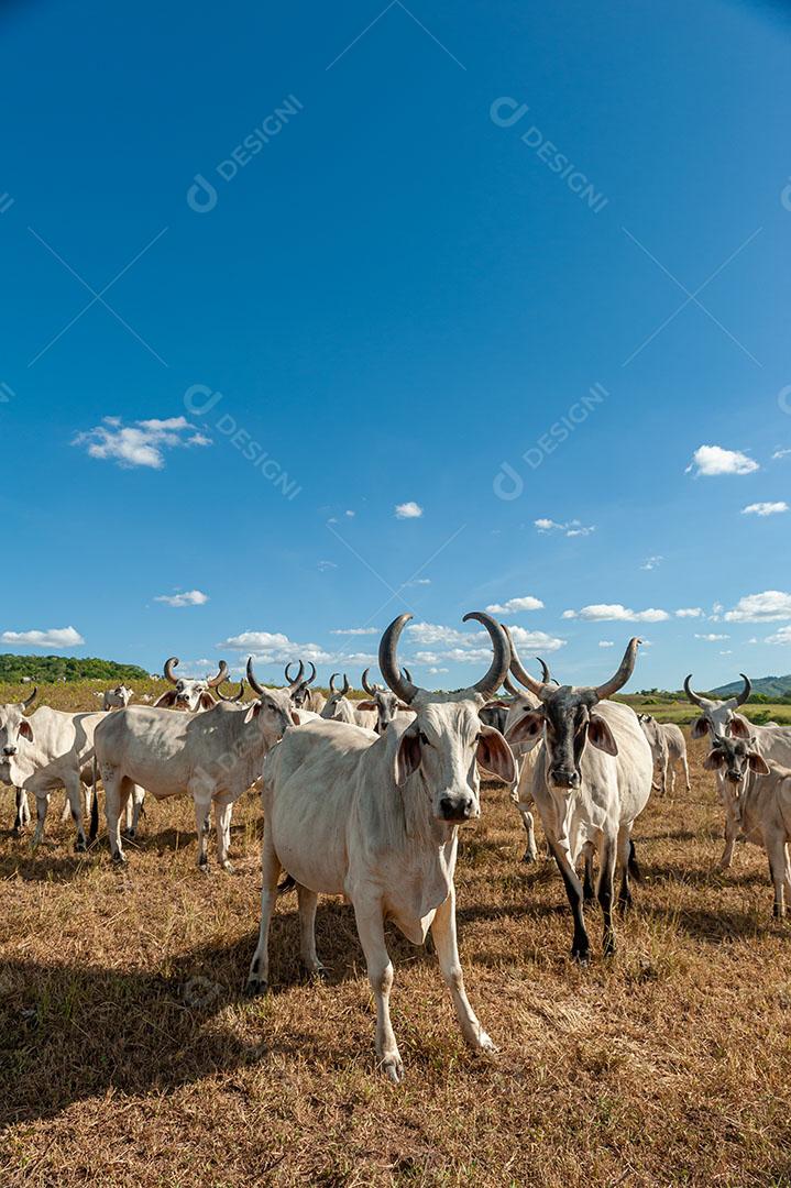 Foto Gado no Campo Em Alagoinha Paraíba Brasil Imagem JPG