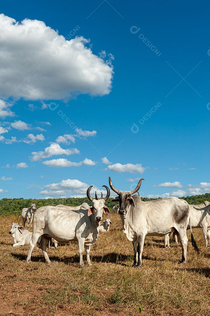 133 Livestock. Cattle in the field in Alagoinha, Paraiba State, Brazil on April 23, 2012-30