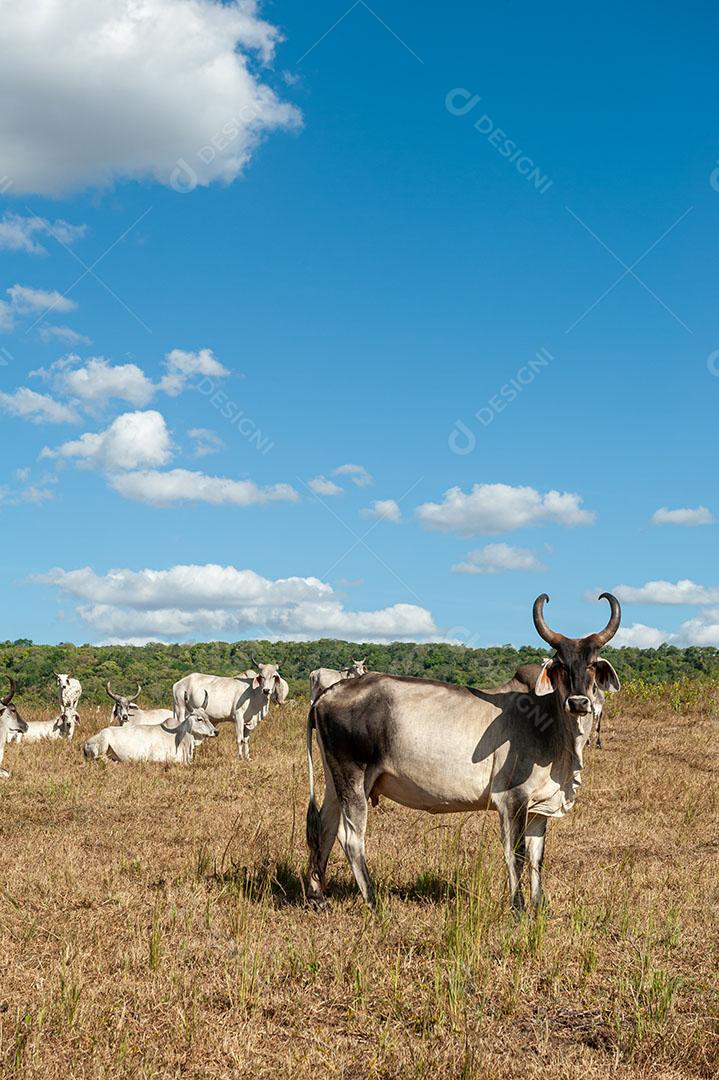 Foto Gado no Campo Em Alagoinha Paraíba Brasil Imagem JPG