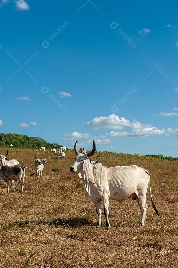 Foto Gado no Campo Em Alagoinha Paraíba Brasil Imagem JPG