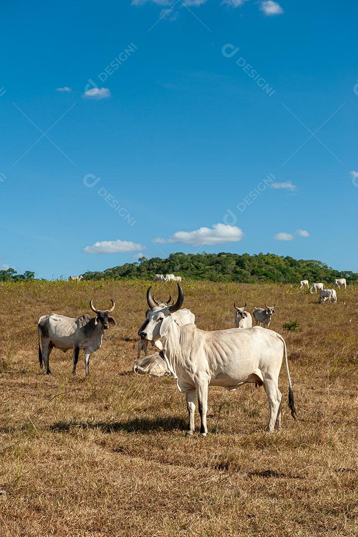 Foto Gado no Campo Em Alagoinha Paraíba Brasil Imagem JPG