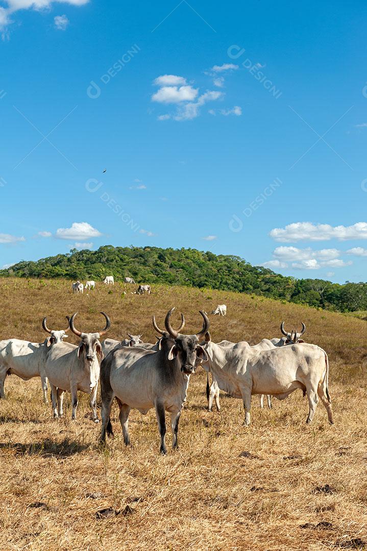 Foto Gado no Campo Em Alagoinha Paraíba Brasil Imagem JPG