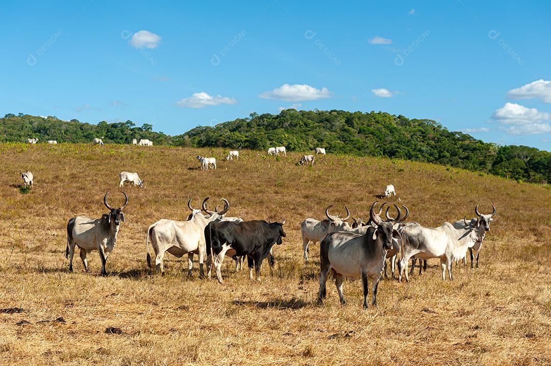 Foto Gado no Campo Em Alagoinha Paraíba Brasil Imagem JPG