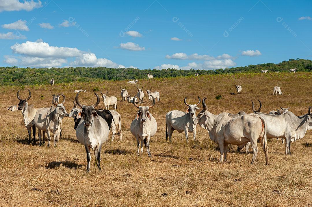Foto Gado no Campo Em Alagoinha Paraíba Brasil Imagem JPG