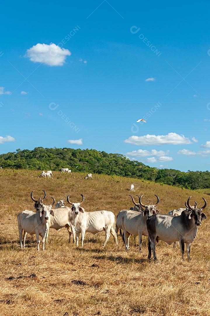 Foto Gado no Campo Em Alagoinha Paraíba Brasil Imagem JPG