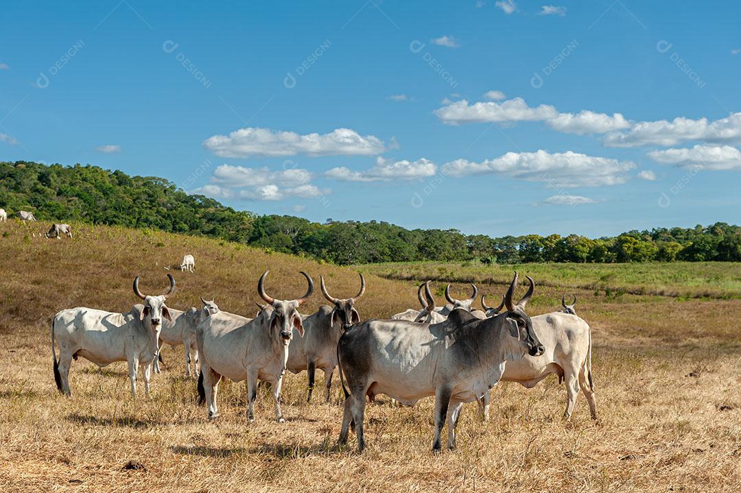 Foto Gado no Campo Em Alagoinha Paraíba Brasil Imagem JPG