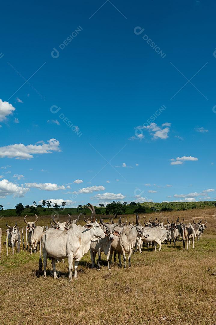 Foto Gado no Campo Em Alagoinha Paraíba Brasil Imagem JPG