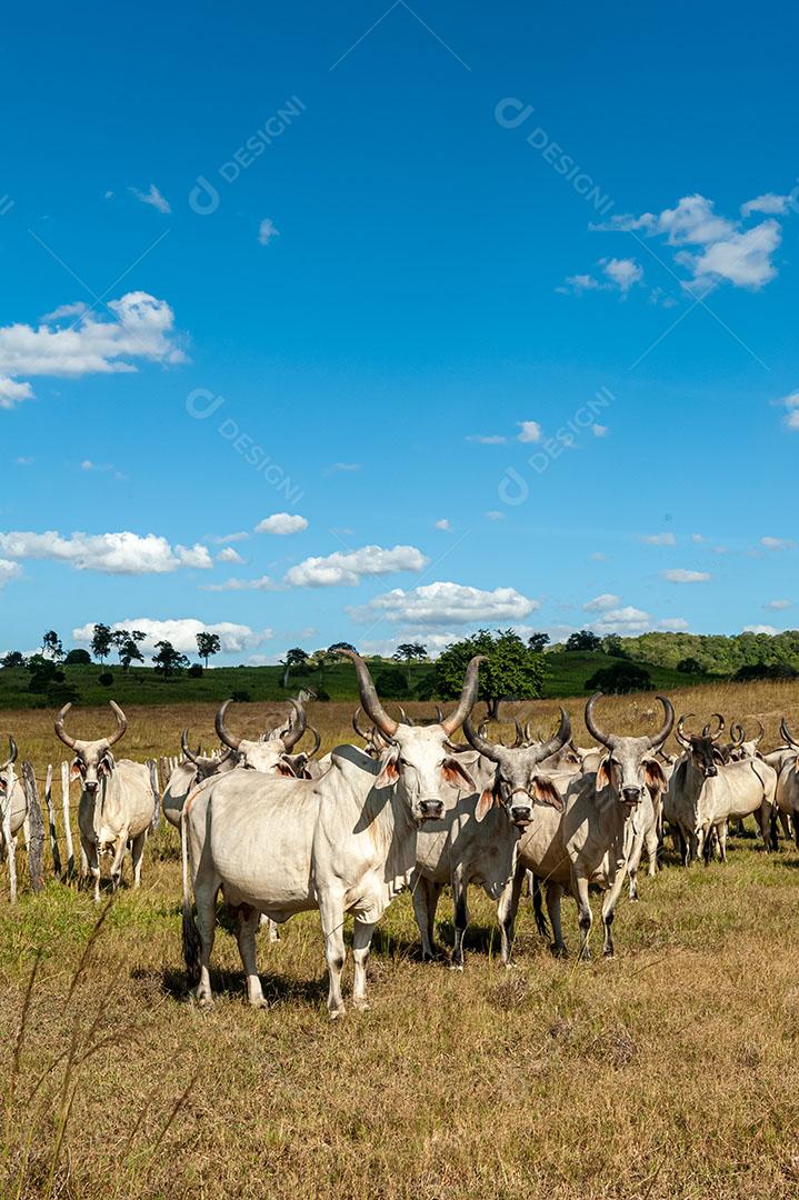 Foto Gado no Campo Em Alagoinha Paraíba Brasil Imagem JPG