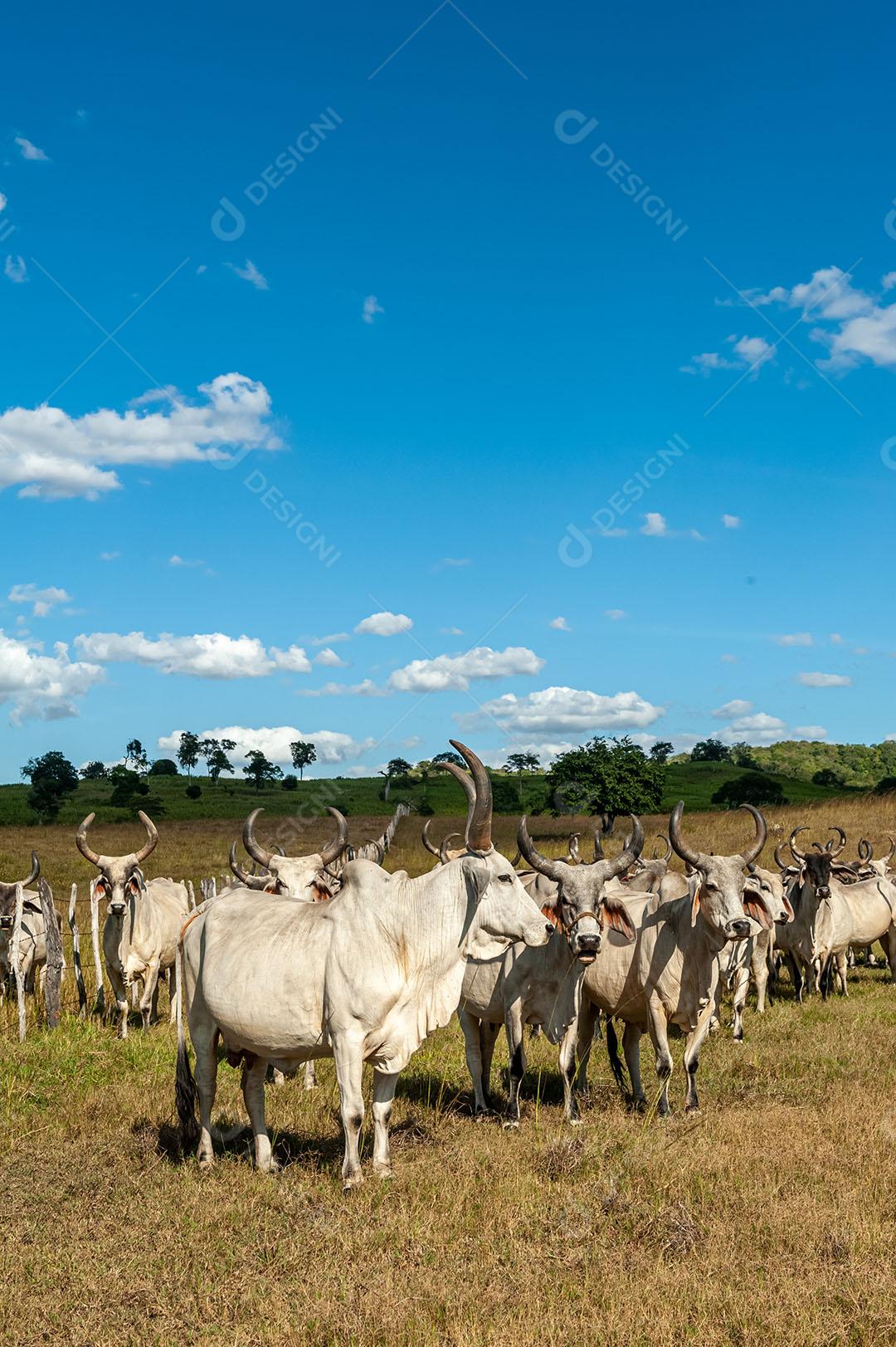 Foto Gado No Campo 5 Imagem JPG
