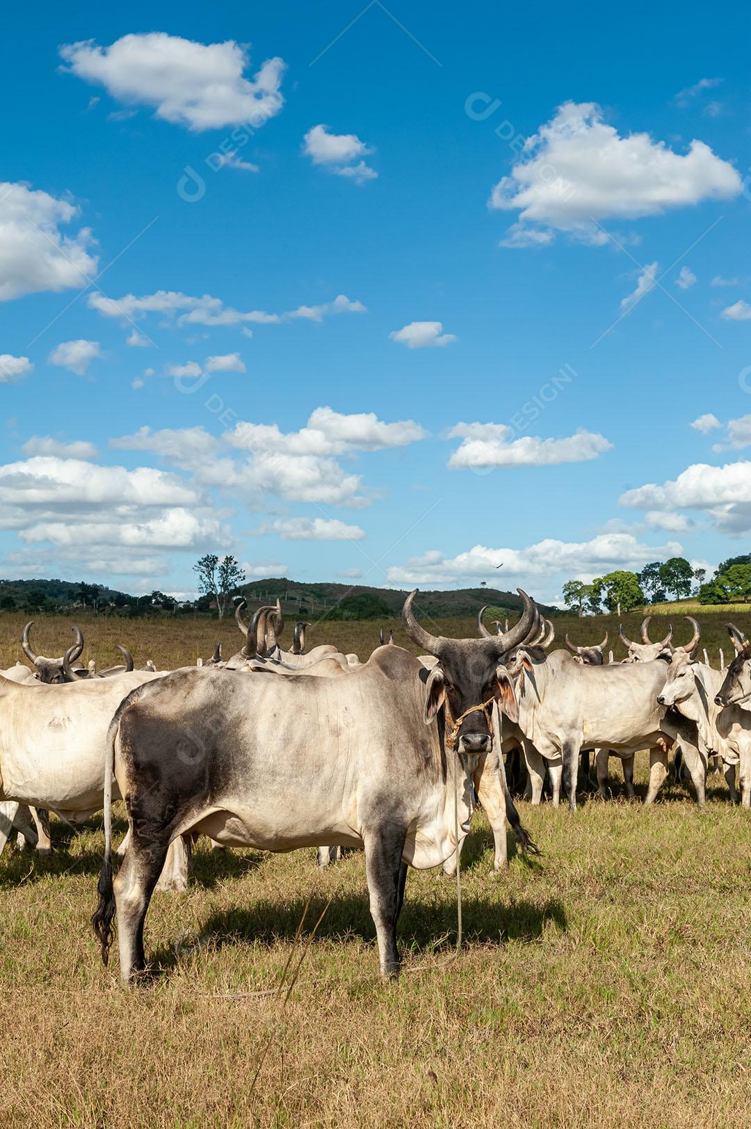 Foto Gado No Campo 3 Imagem JPG