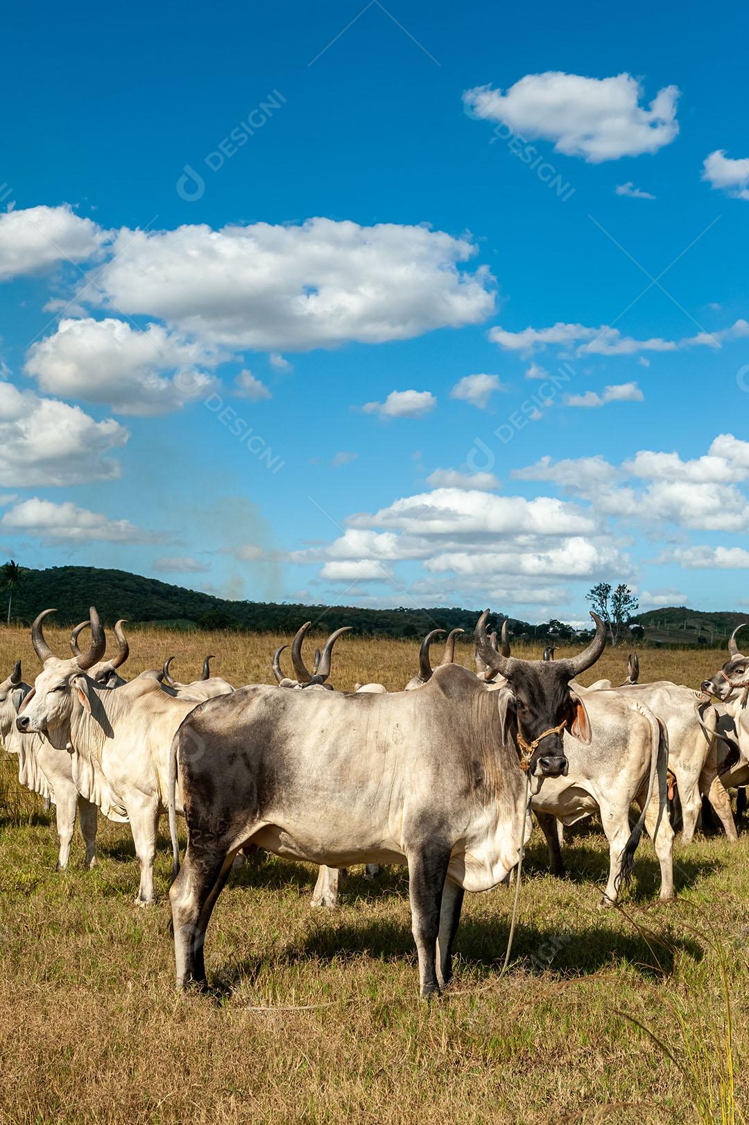 Foto Gado No Campo 2 Imagem JPG