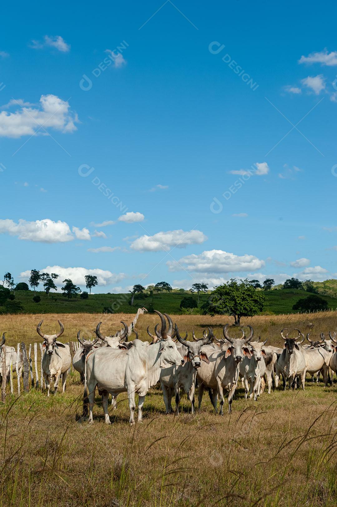 Foto Gado No Campo 1 Imagem JPG