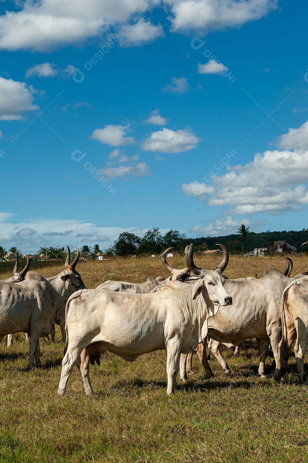 Foto Gado No Campo Imagem JPG