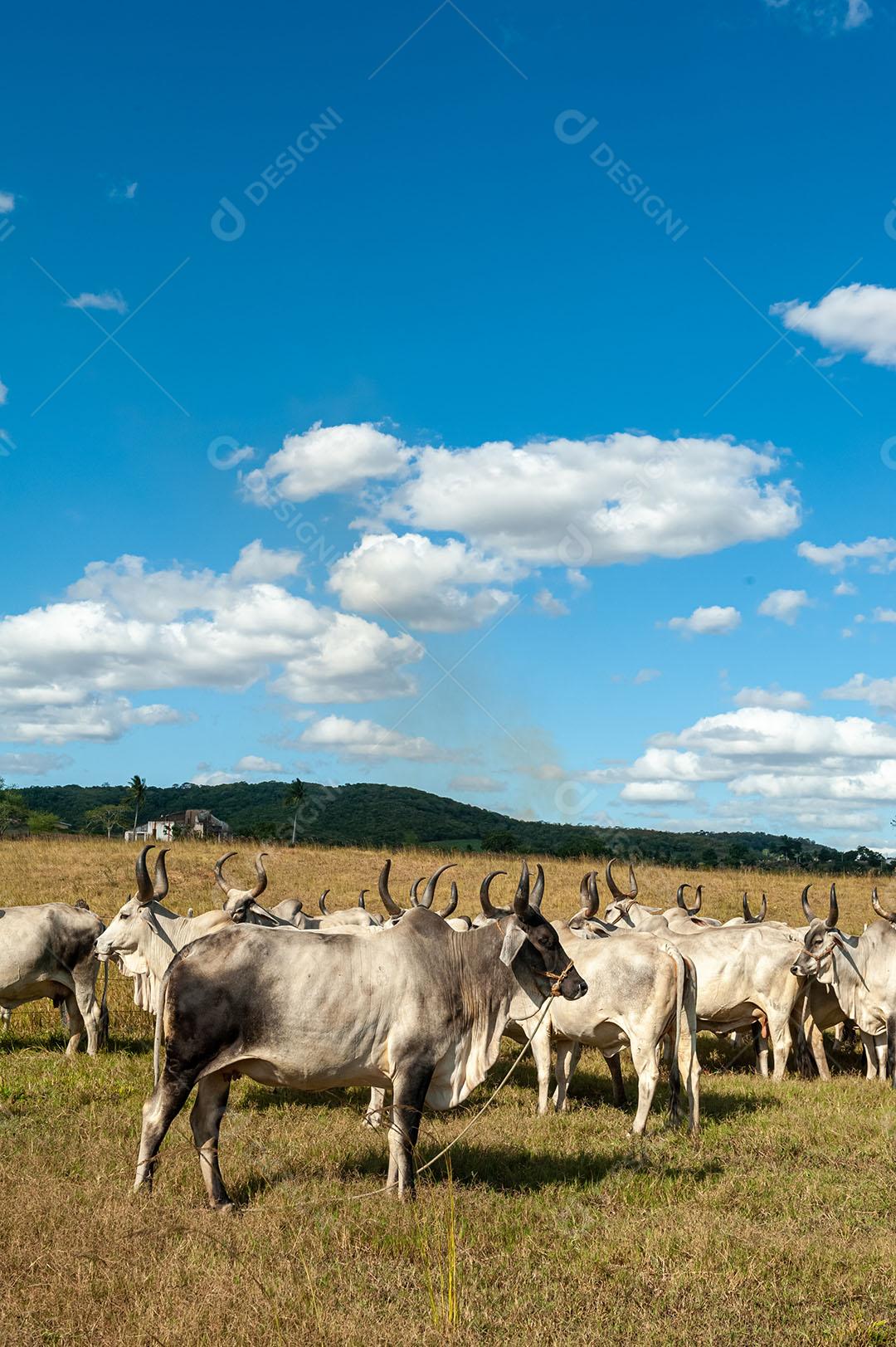 Gado No Campo 7 Imagem JPG