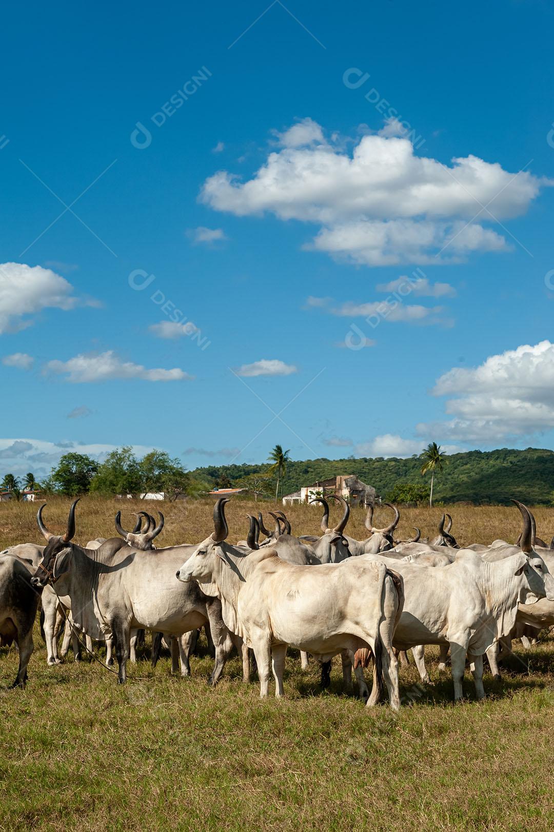 Gado No Campo 4 Imagem JPG