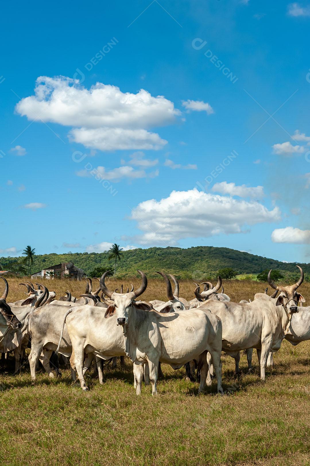 Gado No Campo 2 Imagem JPG