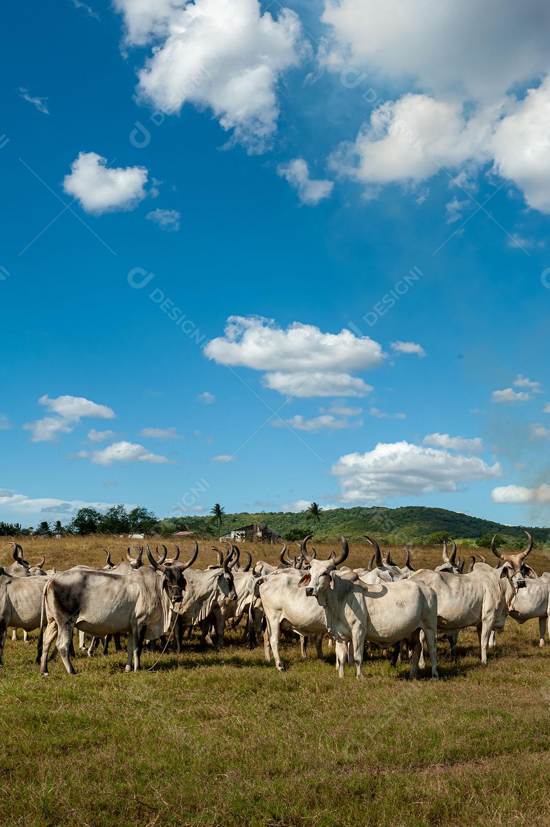 Gado No Campo Imagem JPG